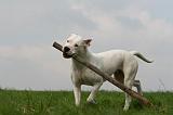 DOGUE ARGENTIN 422